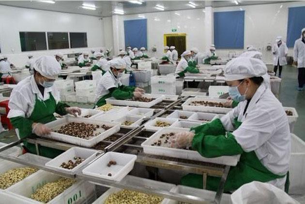 坚果干果加工生产车间 坚果干果加工生产车间